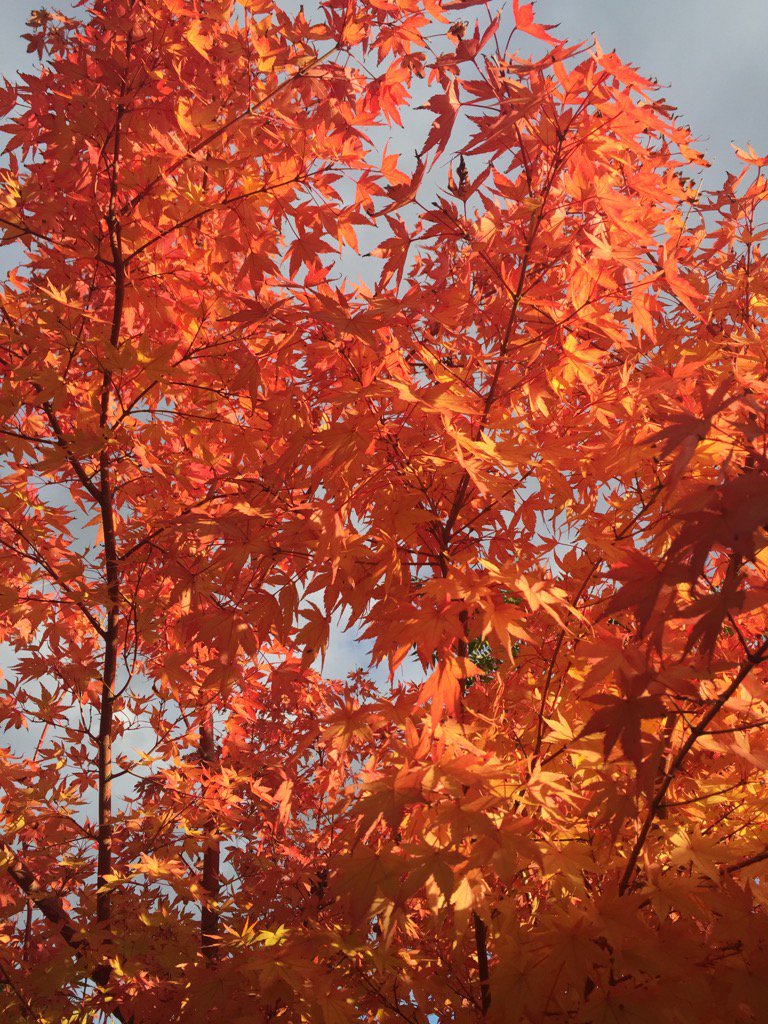 HLPlantCentre's tweet photo. Perfect late afternoon sun igniting our specimen Acer Sango-Kaku. Used to be called Senkaki. https://t.co/Ay4wfWf0ci