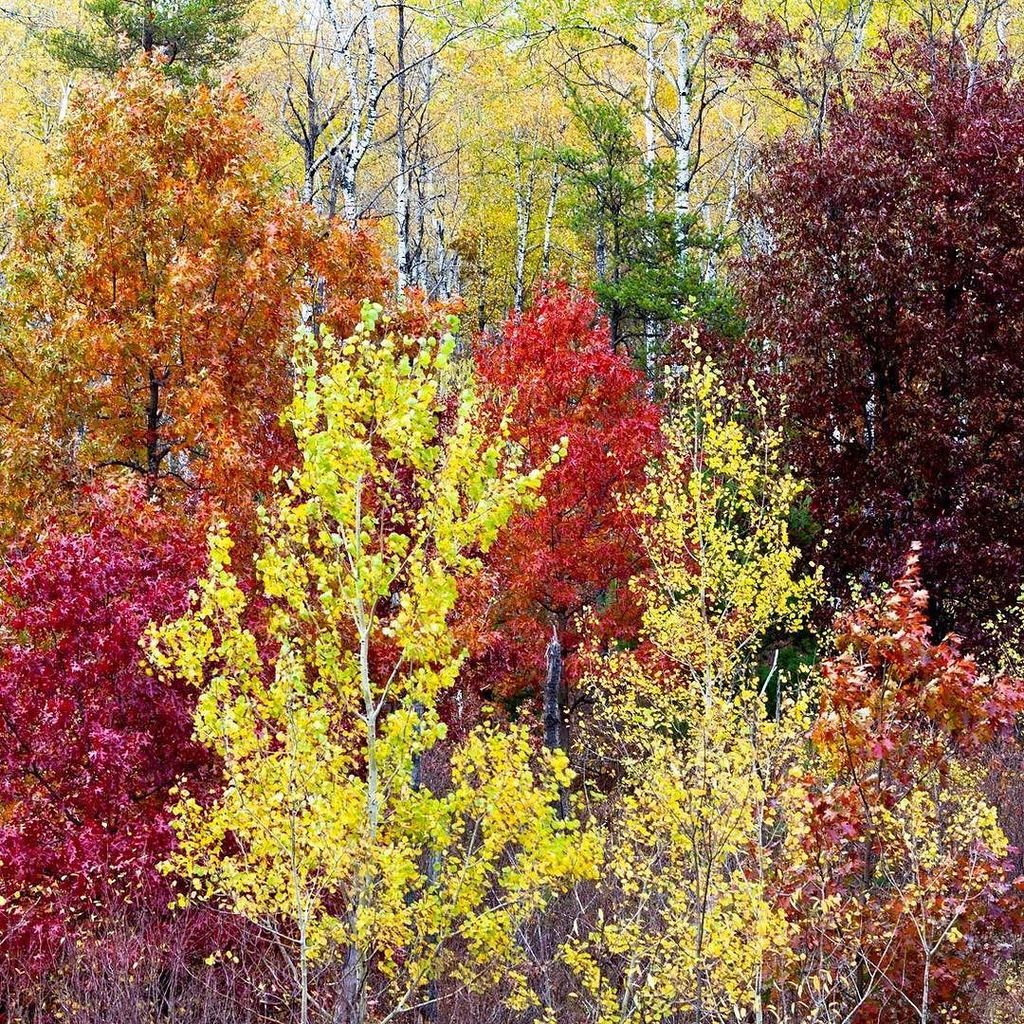scottpapek's tweet photo. What #color are we missing? #wonderfulcolor #fall #wisconsin https://t.co/x063DV9UiE