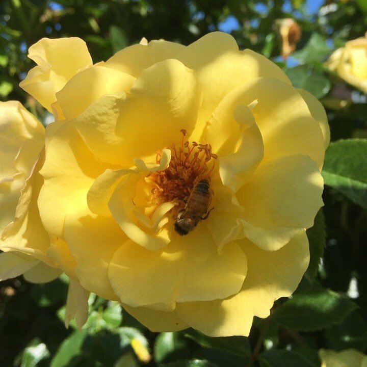 RoyalNationalRoseSoc tweet media