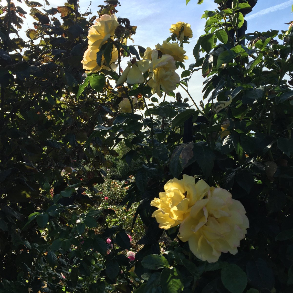 #TheGardensOfTheRose