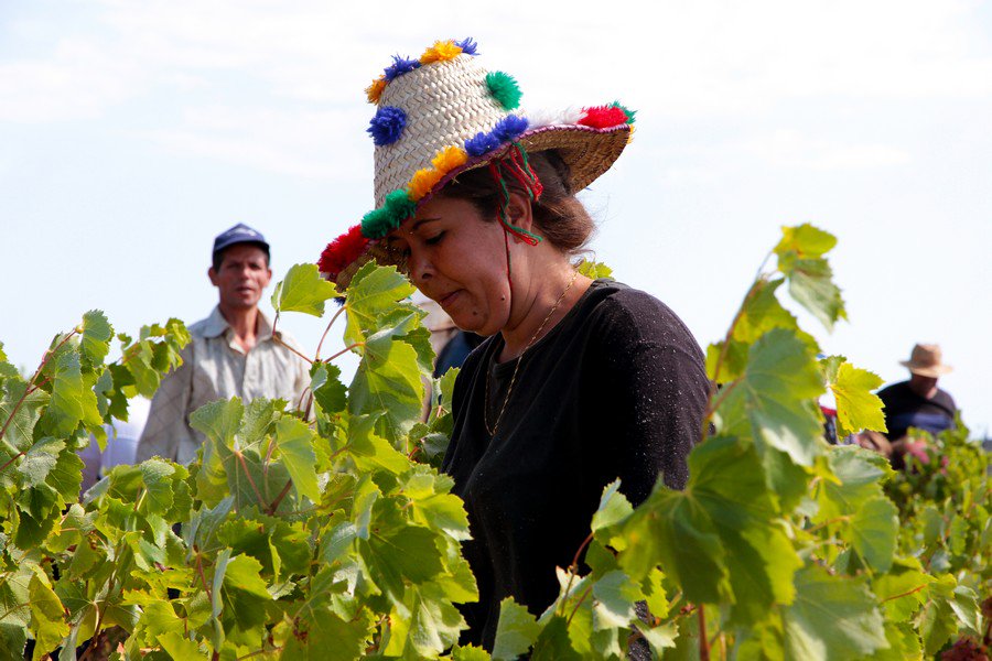 romybe's tweet image. #vendanges #pyreneesorientales