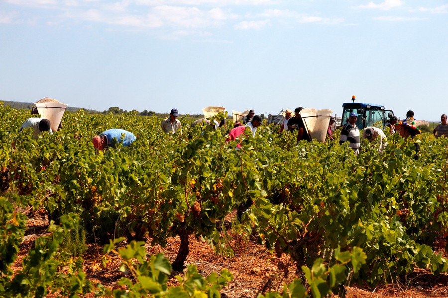 romybe's tweet image. #vendanges #pyreneesorientales