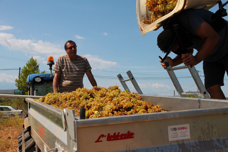 romybe's tweet image. #vendanges #pyreneesorientales