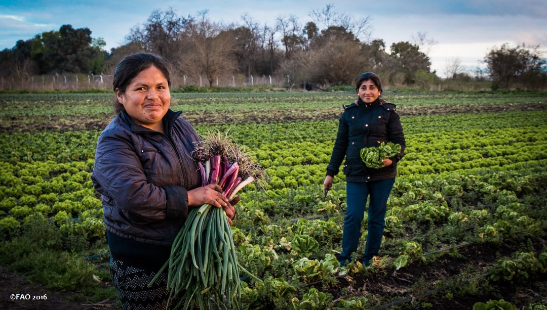FAOKnowledge's tweet photo. A big thank you today and everyday to farmers worldwide who work to put food on our plates! #zerohunger #NationalFarmersDay https://t.co/rKCaSlneFf