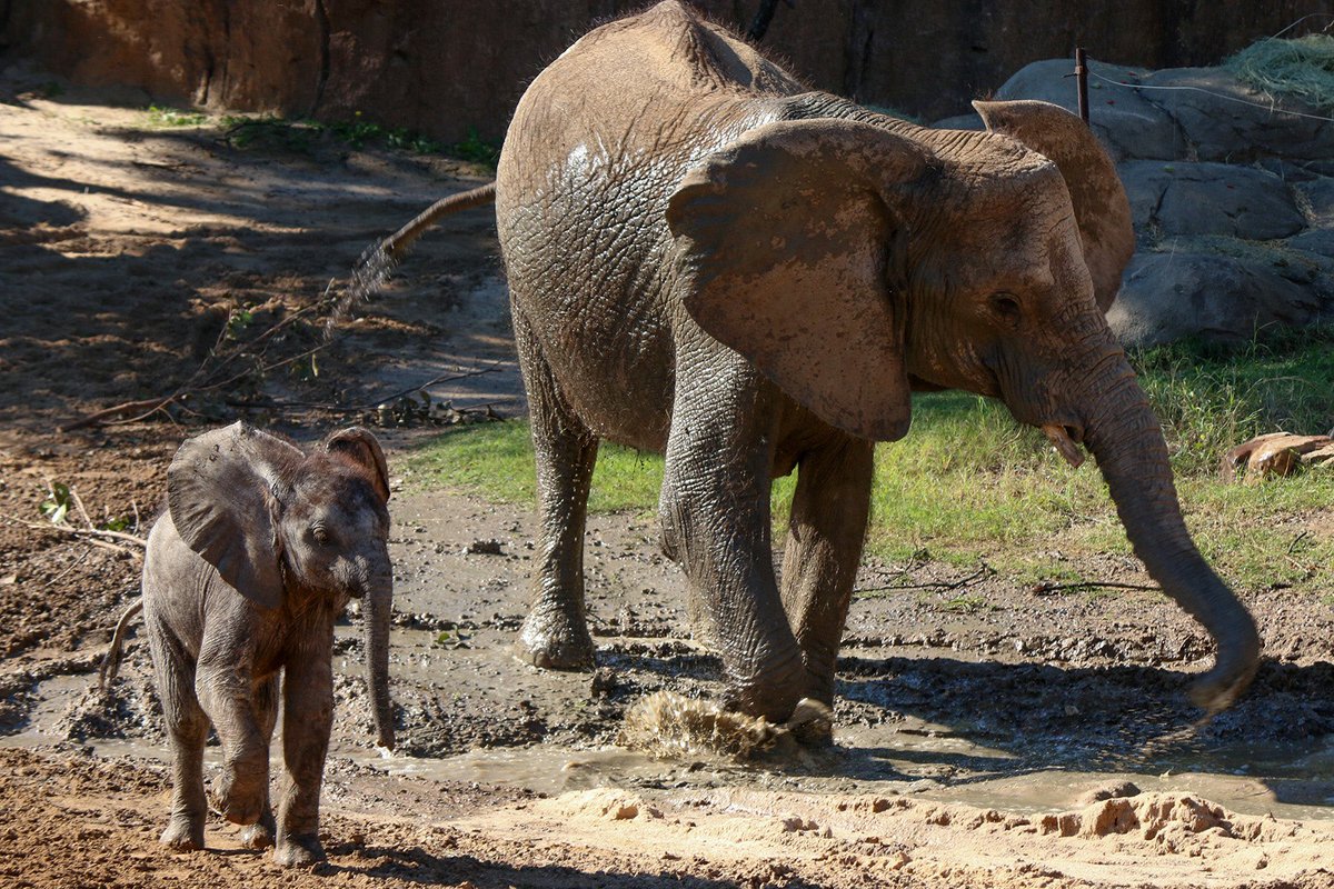 DallasZoo's tweet photo. Welcome #Ajabu &amp; mom Mlilo! Come see our mom and baby elephant duo in the Giants of the Savanna! 🐘🐘 https://t.co/XrY2VegkzU
