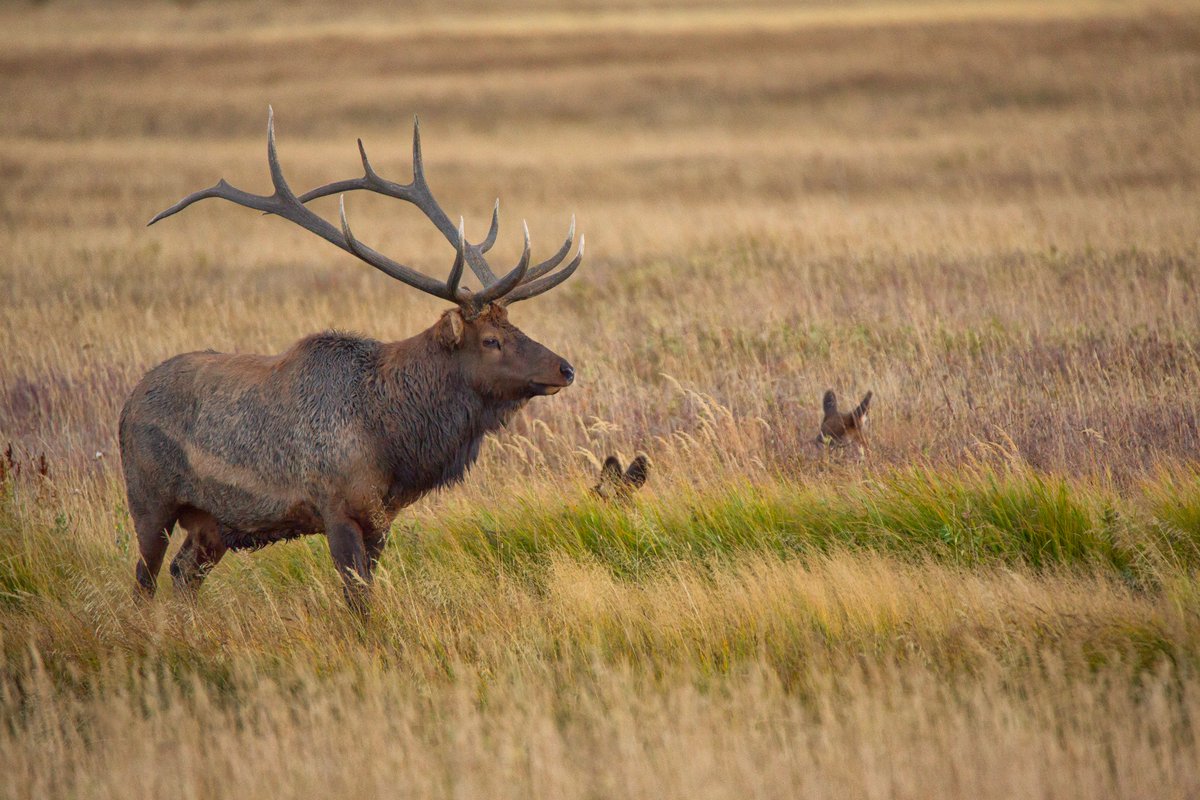 psychobabblers's tweet photo. #theelkfamily #nature #wildlife #Colorado #moment #outdoor #travelphoto #photographer #creative #animal #photo #art #beautiful https://t.co/H26StlQGuo
