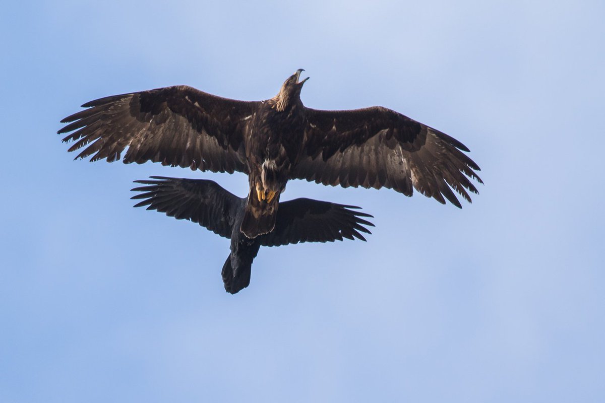 HarryMartin__'s tweet image. How's that for showing the size difference of a raven &amp;amp; golden eagle? @Natures_Voice @_BTO @BTO_Scotland @wildlife_uk @BBCSpringwatch