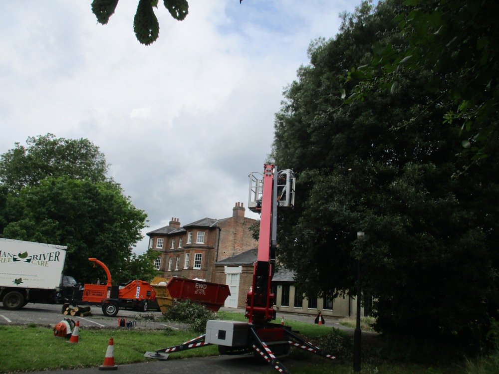 Romanrivertrees's tweet image. Our tree surgeons have recently pruned a Holm Oak in the grounds of the historic East Hill House in #Colchester, #Essex #treesurgery