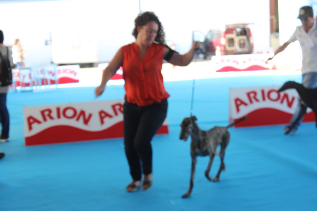 GALERÍA DE IMÁGENES DE LA MONOGRÁFICA DEL GALGO ESPAÑOL CELEBRADA EN TALAVERA DE LA REINA (TOLEDO)
galgoes.com/monografica_16…