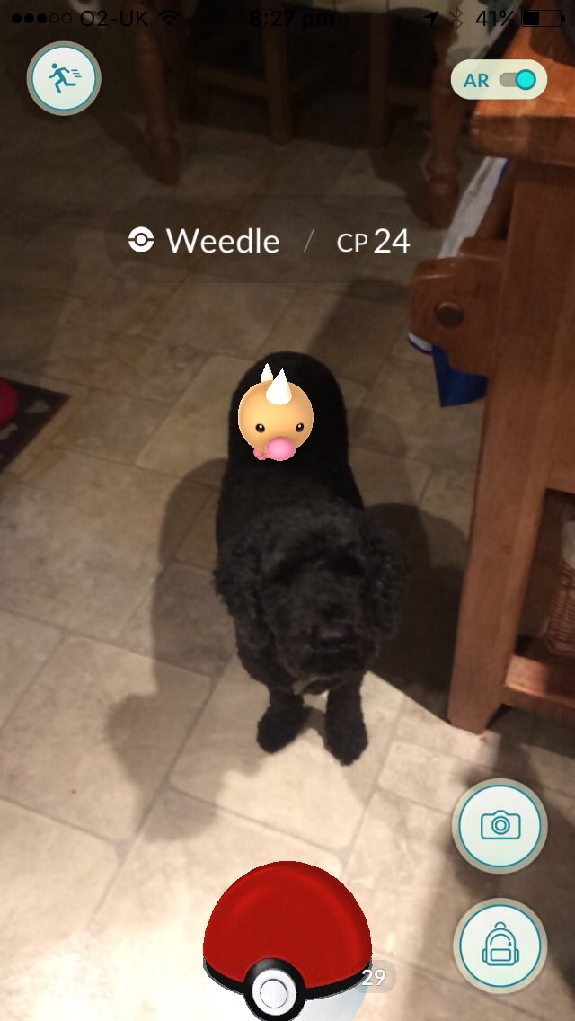 nrkemoon's tweet photo. Sometimes I wonder whether mum takes me seriously. #poodle #pokemon https://t.co/T5po0piREf