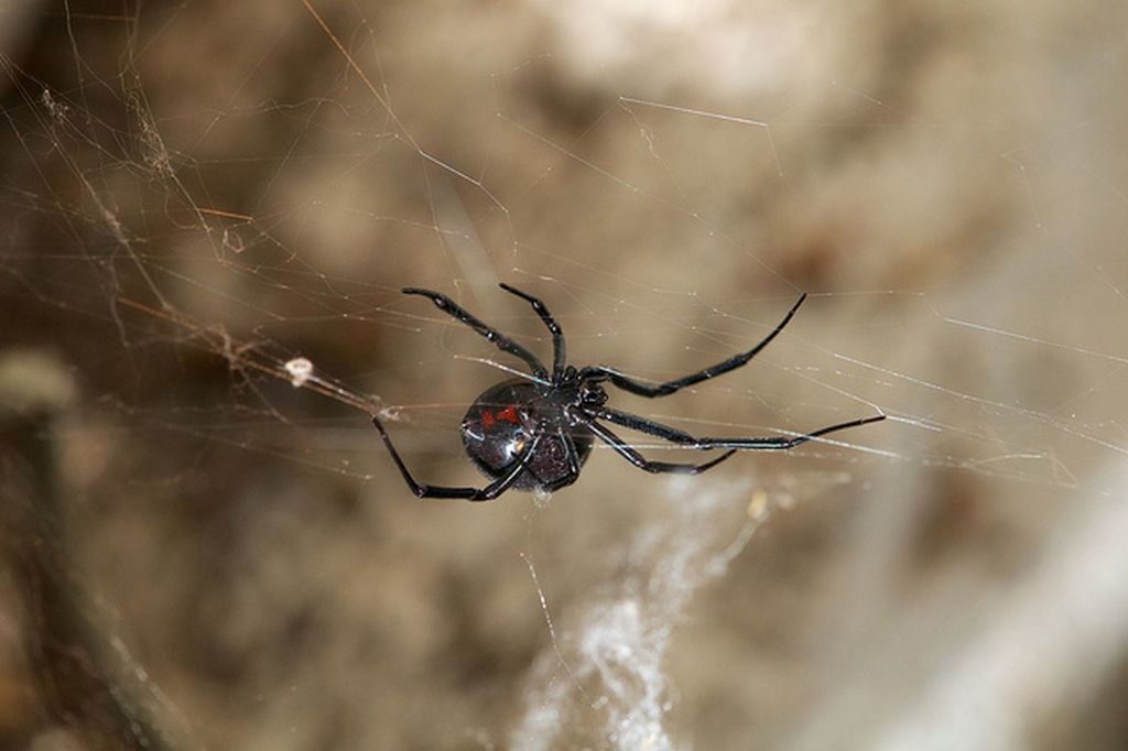 VergeVideo's tweet photo. This virus steals DNA from black widow spider venom to attack its prey https://t.co/QQU2wGouKd https://t.co/zyCNcflHgO