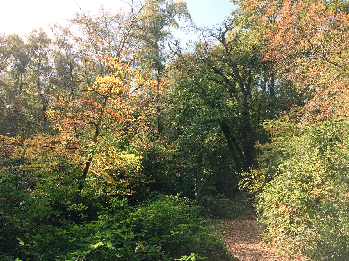 DevonDaze tweet media