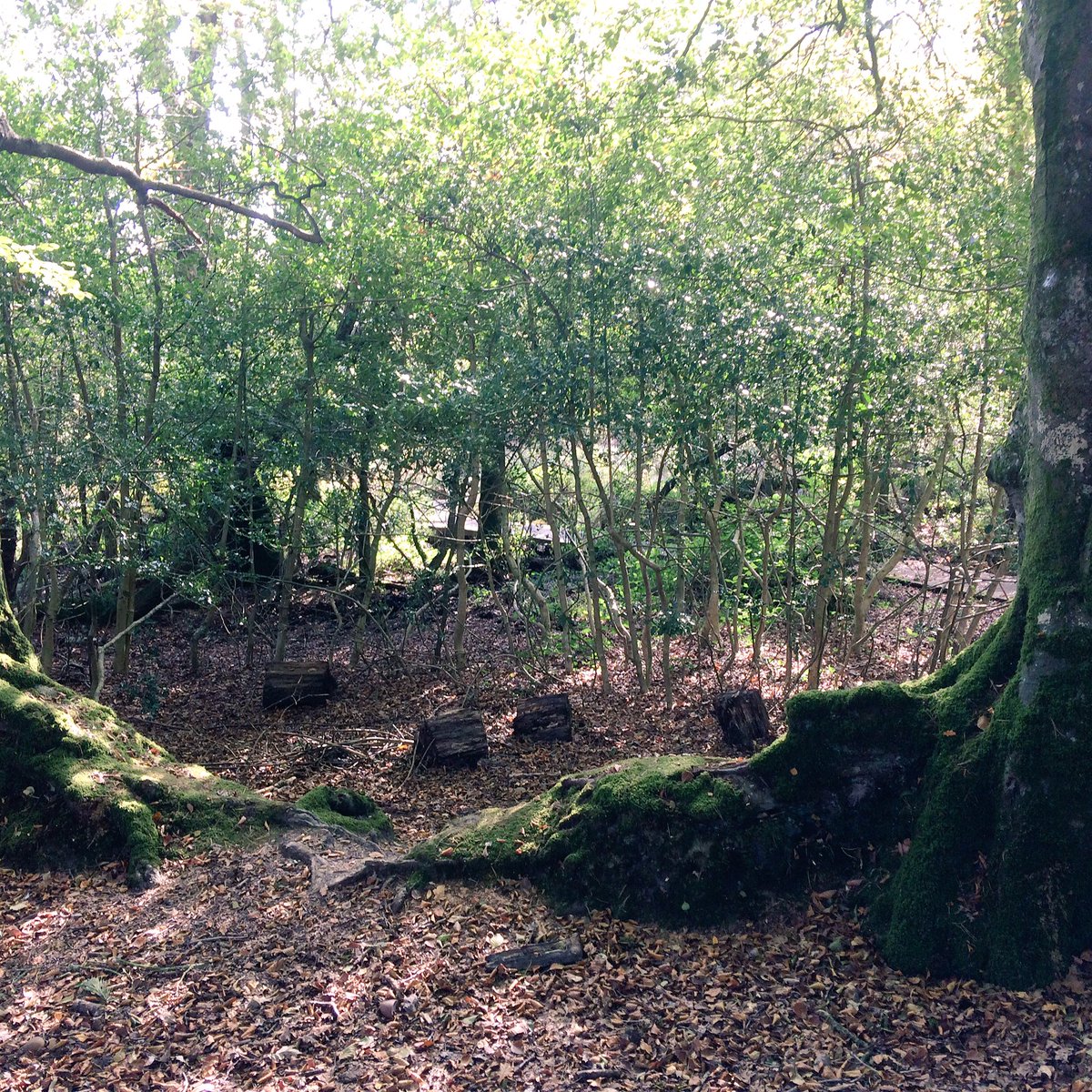 DevonDaze (@devondazeblog) on Twitter photo #Autumn a-gogo <a href="/DevonWildlife/">Devon Wildlife Trust</a> #BystockReserve @WoodlandTrust <a href="/PebblebedHeaths/">Pebblebed Heaths</a> <a href="/ClintonDevon/">ClintonDevonEstates</a> #woods #leaves #walk <a href="/activedevon/">Active Devon</a> #getoutside #Autumn a-gogo <a href="/DevonWildlife/">Devon Wildlife Trust</a> #BystockReserve @WoodlandTrust <a href="/PebblebedHeaths/">Pebblebed Heaths</a> <a href="/ClintonDevon/">ClintonDevonEstates</a> #woods #leaves #walk <a href="/activedevon/">Active Devon</a> #getoutside