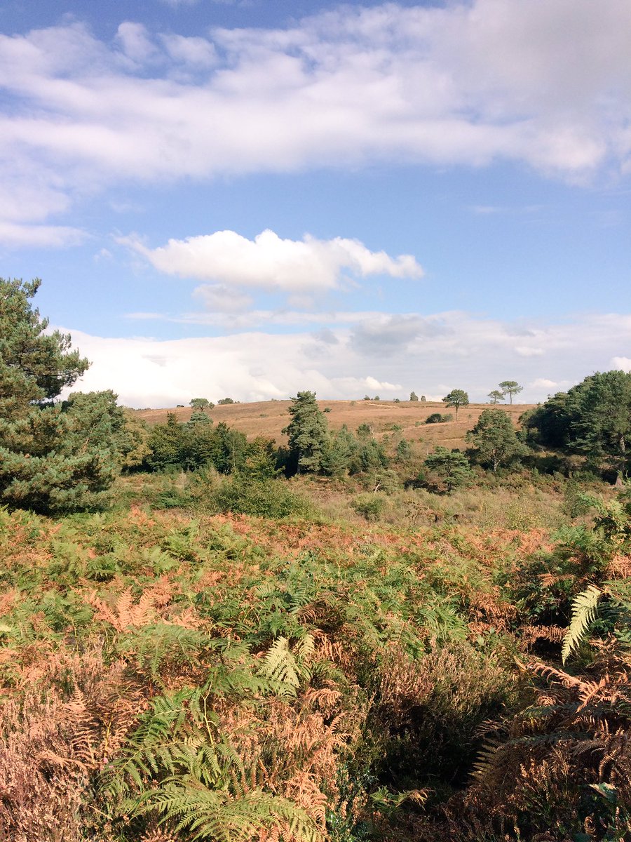 DevonDaze tweet media