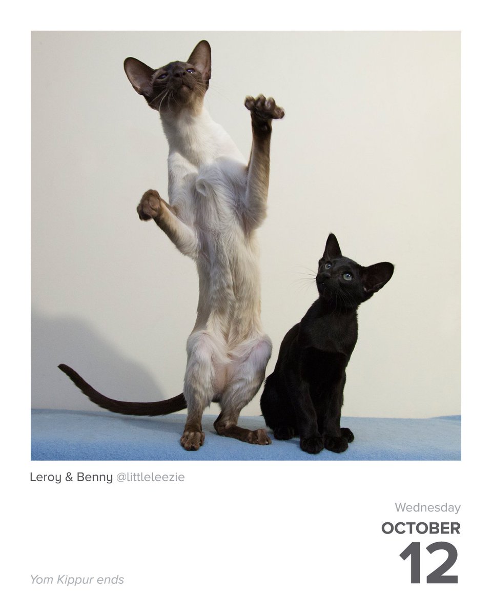 #DailyFluff
instagram.com/littleleezie 🐾