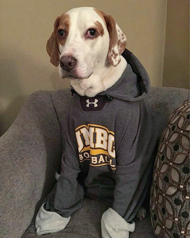 UMBCsoftball's tweet photo. Happy Wednesday from Kelly Lane's dog, Rylee 🐶💛 #RetrieverPups #Wednesday #UMBCsoftball #GoDawgs #ohana @NFCAorg @NCAAsoftball @americaeast https://t.co/bC3cUt0nCL