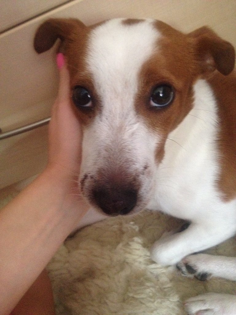 daisymaysimpson's tweet photo. #lost #lostdog #stolendog #jackrussel please retweeted!! My dog was lost/stolen lastnight #Kent #Bexley #RSPCA #help https://t.co/R8a0cqSoip