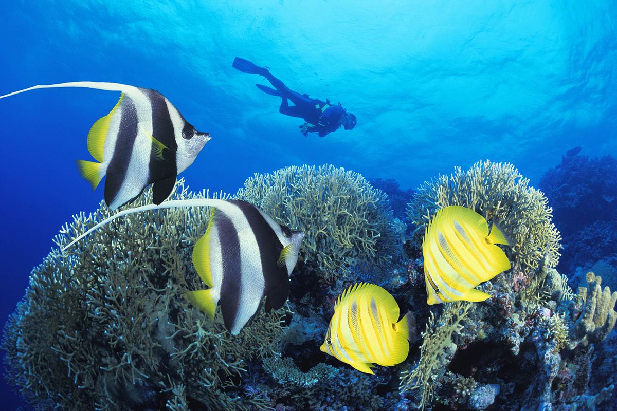 lonelyplanet's tweet photo. The Great Barrier Reef and beyond: a beginner’s guide to #Queensland’s coast
https://t.co/E0o2urGtPt #travel #lp https://t.co/K1lJZP3JVo