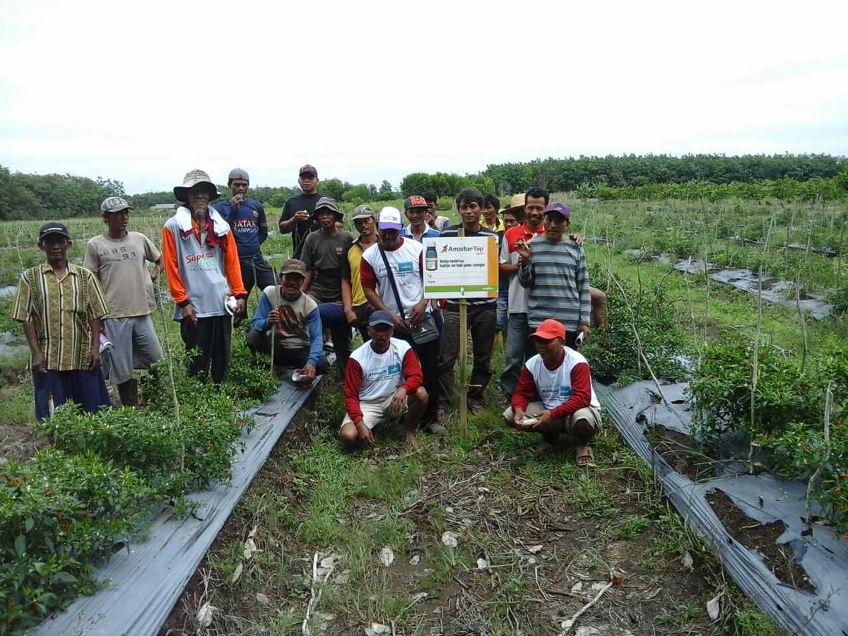 SahalaBudian's tweet photo. "Menunjukkan kepada petani #kalimantan,pentingnya Amistartop utk tanaman cabe. @SyngentaID @Syngenta " https://t.co/WJQop63bry