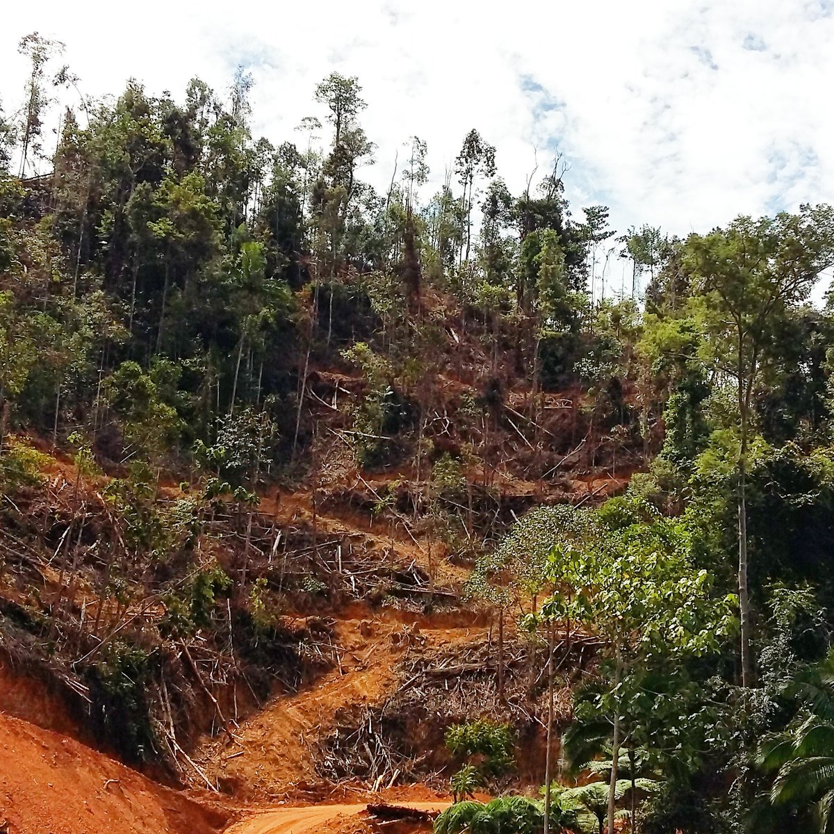 roketkini's tweet photo. Kawasan hutan yang musnah teruk di sekitar #PosGob sebabkan punca rezeki Orang Asli & air semulajadi terjejas. https://t.co/yp4quQHqNZ