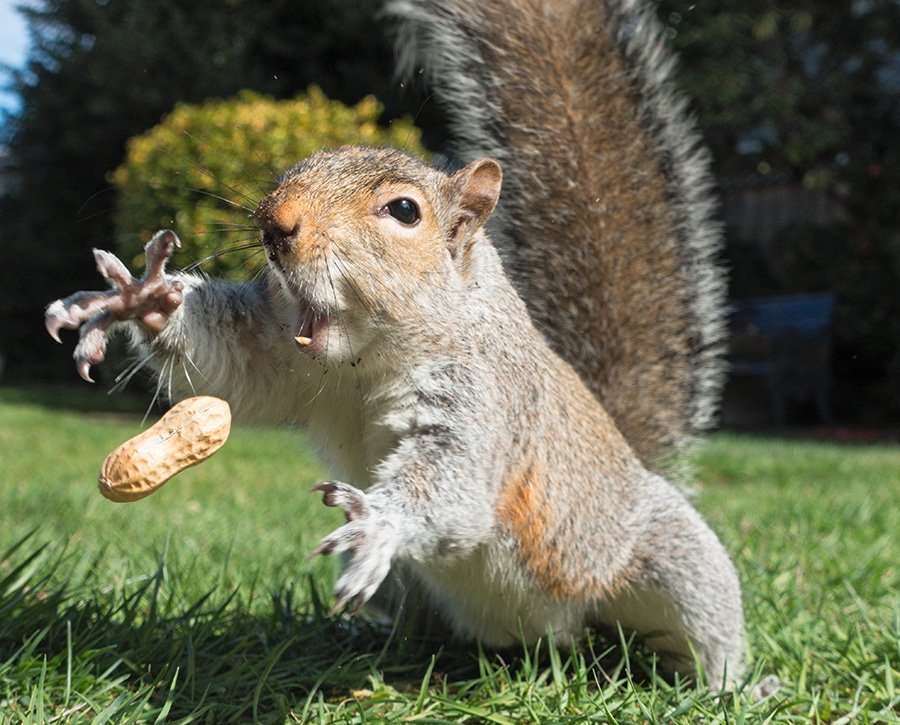 #MakeMeSmileIn3Words: #UHSquirrels, #UHSquirrels, #UHSquirrels
