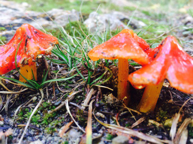 Do not eat ! #waxycap #mushrooms #wild #forage #ontario #knowyourmushrooms
