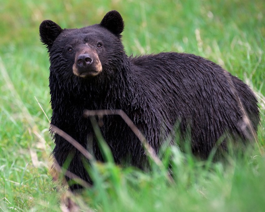 Wordsworthians's tweet photo. #OTD 1805 Byron takes up residence at Trinity College, Cambridge, where he will famously keep a bear. Because College rules forbade dogs, but said nothing of bears….  https://t.co/ICw2HIbKaL