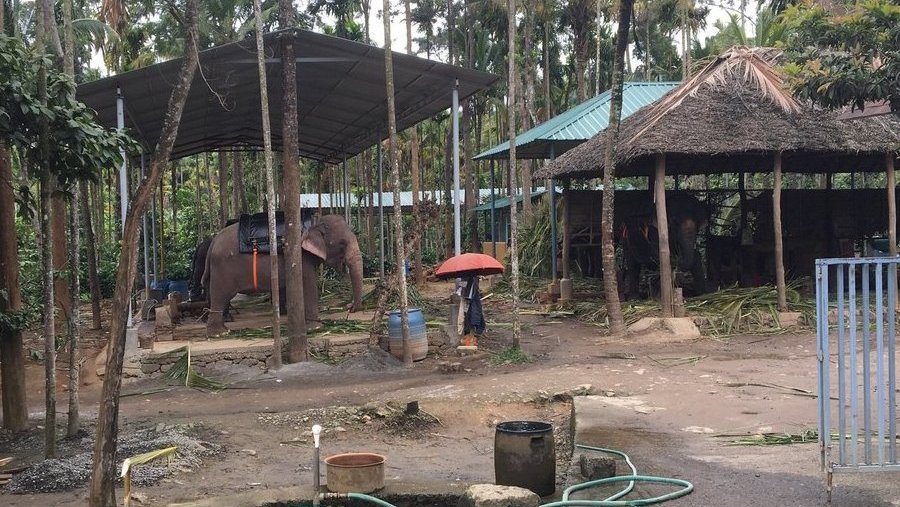 We will stop booking attractions that come into contact with captive wild animals or endangered species. More info: tripadv.sr/2e9dNRI