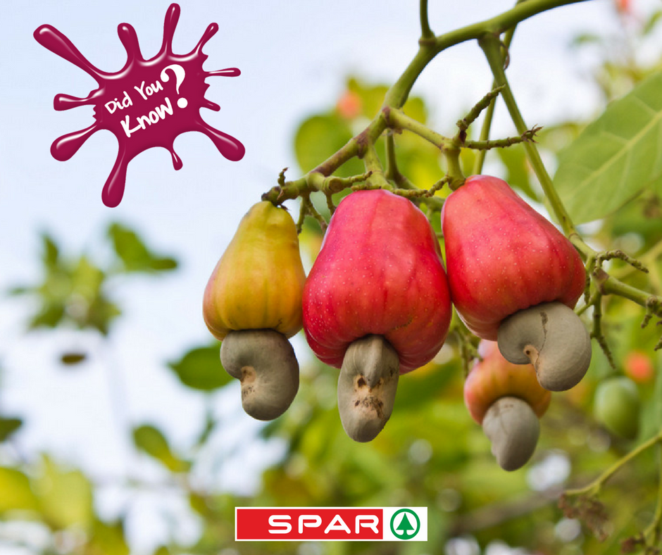 SPAR Nigeria on Twitter: "Cashew shells are poisonous? Raw ...