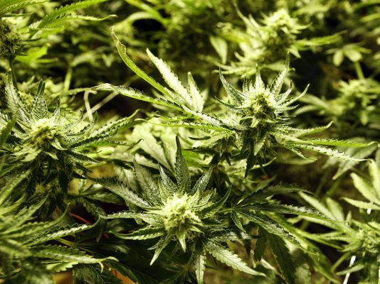 WeedBarrels's tweet photo. 1st of 2 teens gets prison for marijuana heist murder https://t.co/XADgHWsdrK https://t.co/hgThIFG9te