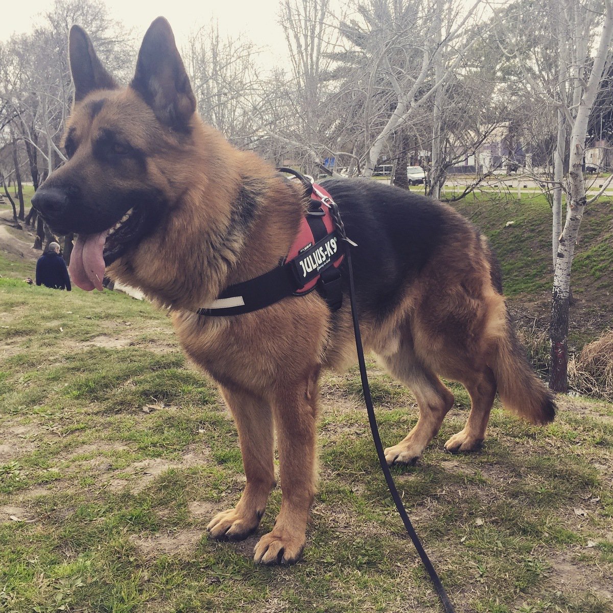 julius k9 harness for german shepherd