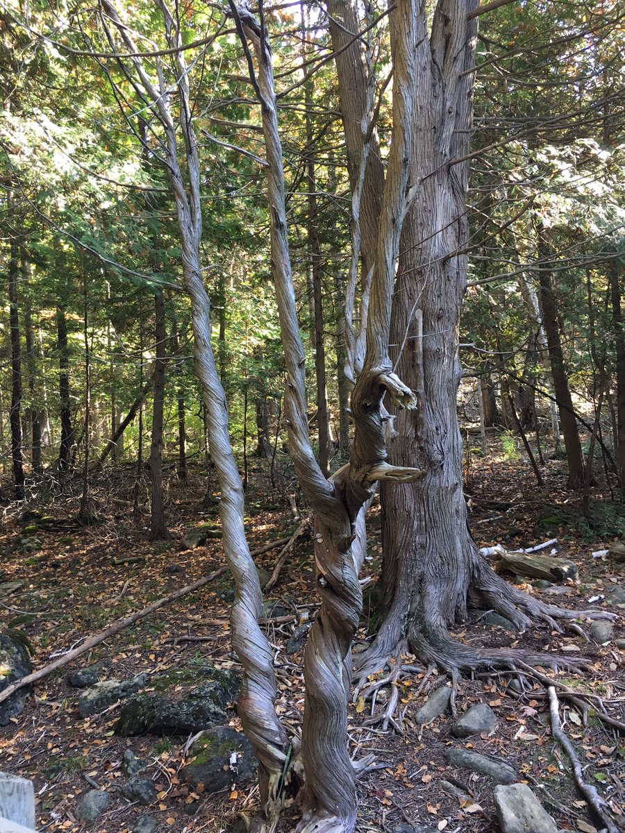 Perfect day at #CrawfordLake with RPS grade 3's. Thanks to Spencer <a href="/HaltonParks/">Halton Parks</a> for the great tour and intro to Mr. Twisty! <a href="/TDSB_RPSLions/">Rob Hochberg</a>