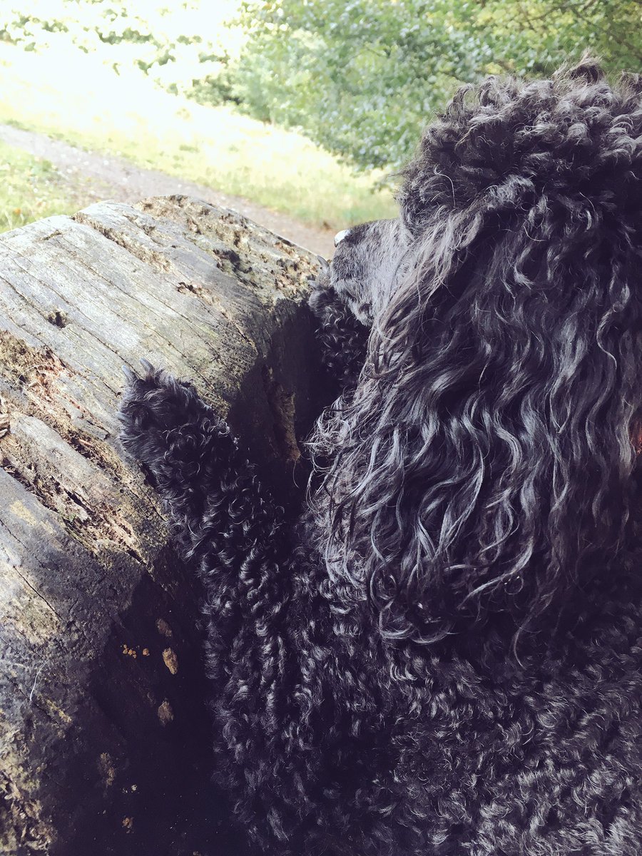 MoTownPoodle's tweet photo. #woofwoofwednesday https://t.co/BVQl0R571a