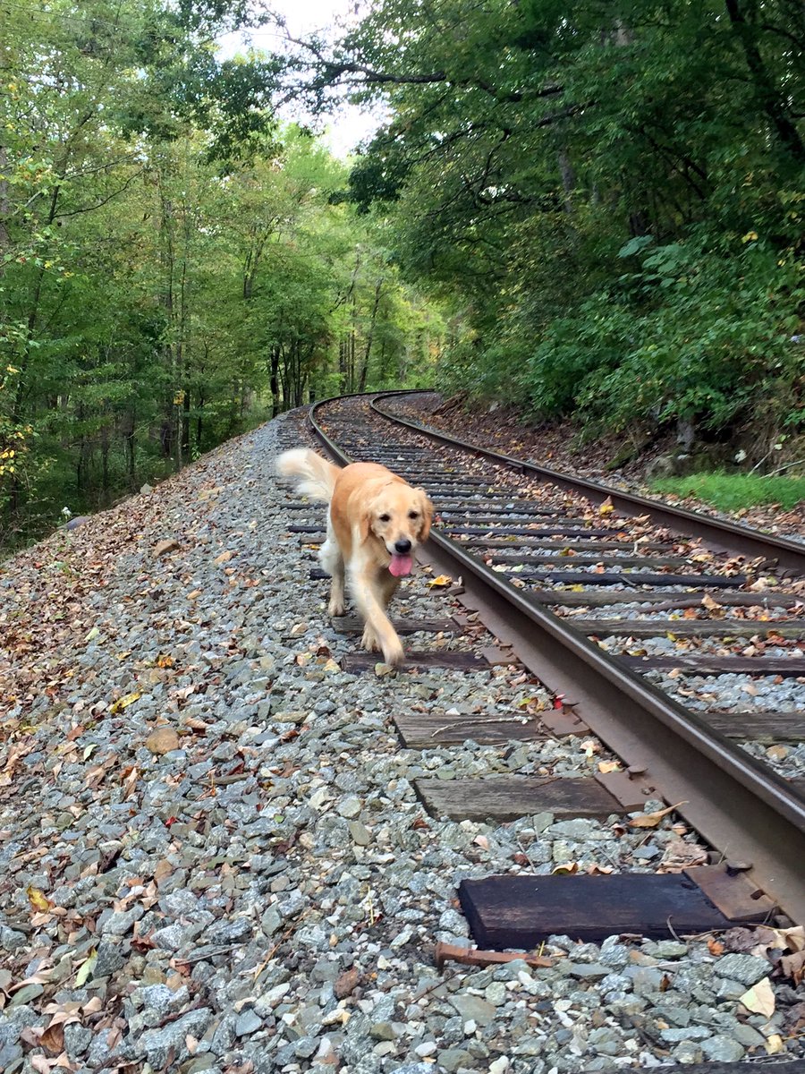 Our pup, Briley, enjoying North Georgia.