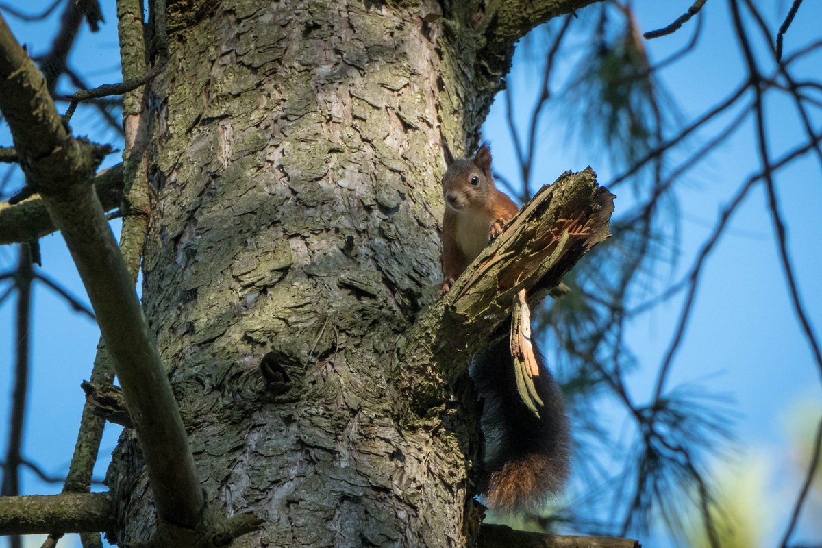Red Squirrel in Newborough today. Beautiful creature and location #anglesey