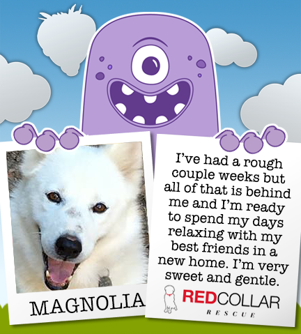 RED Collar Rescue Wednesday. Sweet Magnolia had to have tail surgery but is healed and ready for a foster/forever home. info@redcollar.org