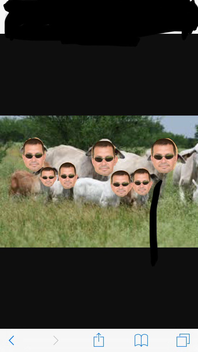 BrahmanFootball's tweet photo. A whole herd of Branhams https://t.co/R50rQnl0zr
