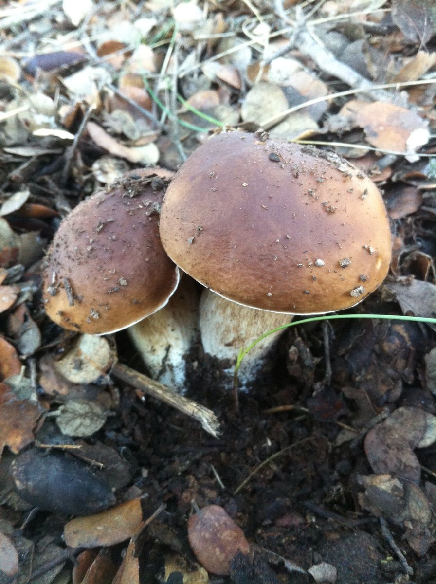Ummmhhh! Estas lluvias nos van preparando buenos boletus