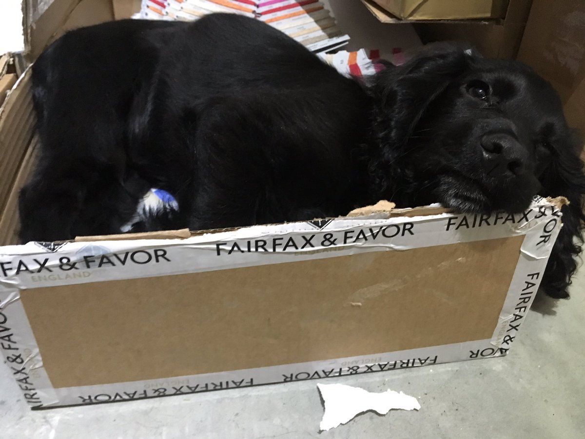 Saltandbracken's tweet photo. #puppy #dog deciding his bed is not good enough, rather going for #Fairfaxandfavor #greattaste #workingcocker #lifestyle #itsadogslife https://t.co/7yQ7iNI8UR