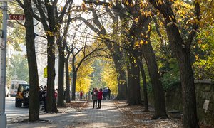 ithacaev's tweet photo. The importance of urban forests: why money really does grow on trees | Cities | The Guardian https://t.co/Eol34zlTpo https://t.co/k1enK6Ntr0