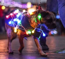 Don't miss <a href="/LumiDogs/">LumiDogs</a> on Sat at <a href="/BplStanleyRL/">Blackpool Stanley RL</a> - Kingscote Park Rugby Club. Get your Dog Illuminated!!! Details: blackpool-illuminations.net/LumiDogs.htm