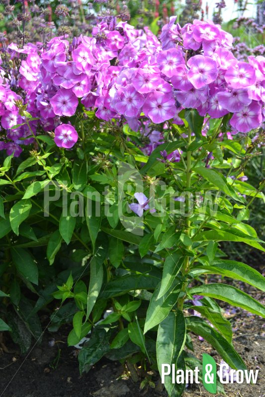 Nieuw in het assortiment: Phlox paniculata 'Laura'. Plant nu en geniet komend seizoen van deze prachtige vaste plant goo.gl/xCKqRn