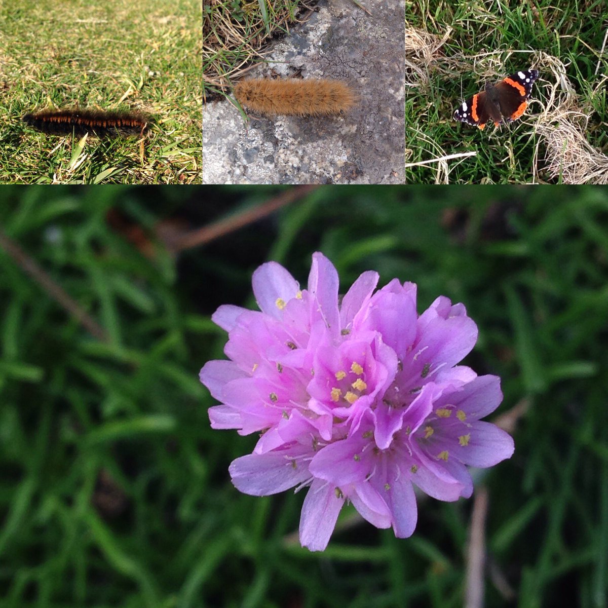 BeccyMacD's tweet photo. Wildlife highlights from a breezy walk to the north end #foxmoth #rubytigermoth #redadmiral #pinkseathrift @LundyLandmark @LandmarkTrust https://t.co/on5n03KiTh