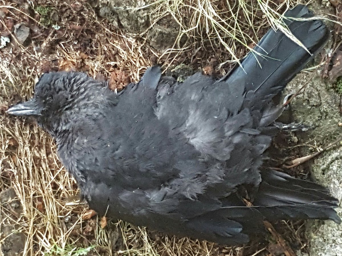 LibertesPartage's tweet image. E #Macron veut #enterrer le modèle social français: ne laissons pas un #people #médiocre rétrécir la 
#République!
#PourDesJoursHeureux
#CNR