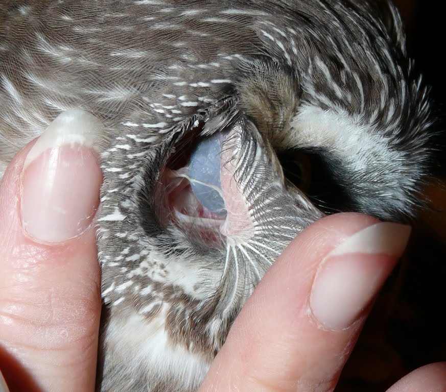 _thebestscience's tweet photo. Fun Fact: You can see the back of an owl's eye through its ear! https://t.co/3ZSoFtX3Nz