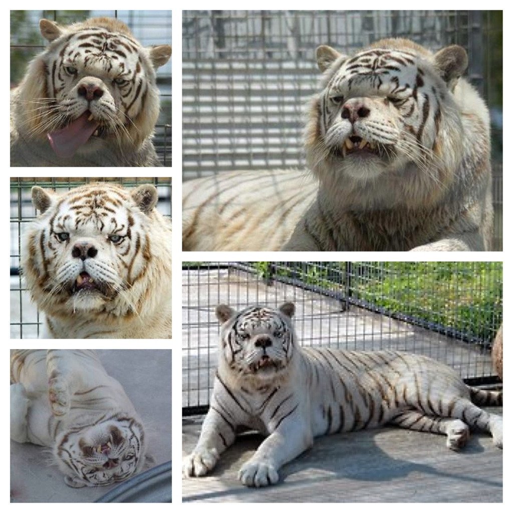 TheMindBlowing's tweet photo. Meet Kenny, a white tiger with down syndrome: https://t.co/TElWLcQO1M