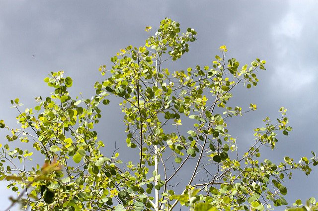 WatchOutHumans's tweet image. Last tree on earth not really into whole tree thing wp.me/p64D1Z-US