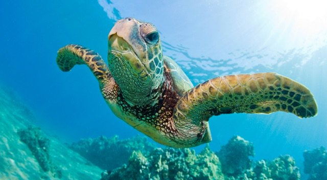 aak Diving tweet media