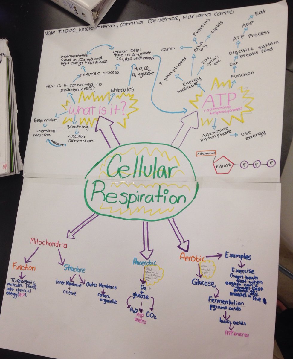 rdavisteaches's tweet photo. Exploring cellular #respiration in #sci8ASFM - almost done with the #humanbody unit! #scitlap #ngsschat #asfmlearns #biology #cellbiology https://t.co/kgrwhPx4RC