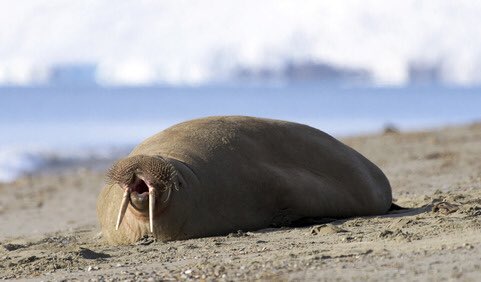 mjl2k16's tweet photo. A vote for Leu is a vote for You!
#slapsomesense
#savethewalrus https://t.co/Uq5c5JntML
